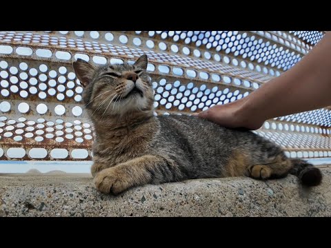 防波堤にいたキジトラ猫ちゃんにちゅーるをやってきた(YouTube)