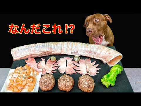 犬の咀嚼音!巨大な牛のアレをボリボリ噛み砕く音が気持ち良すぎる(YouTube)