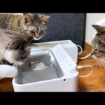自動で湧き出てくるお水をお部屋に置いたら猫たちがその場から離れなくなりました！(YouTube)