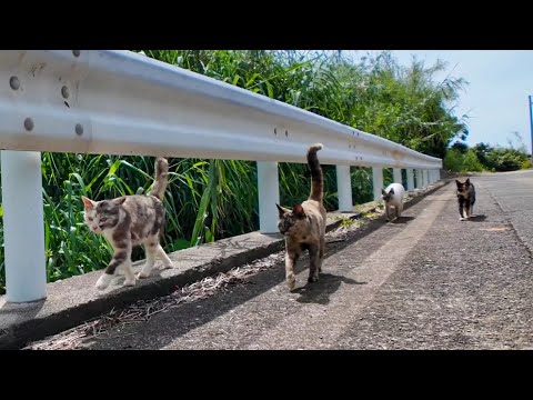 猫島の山猫軍団、港まで大行進してきた件【可愛すぎ注意】(YouTube)
