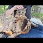 いつも寝てばかりのキジ猫とシャム猫の寝坊助コンビが仲良くお昼寝する(YouTube)
