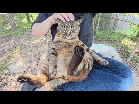 いつも寝てばかりのキジ猫とシャム猫の寝坊助コンビが仲良くお昼寝する(YouTube)