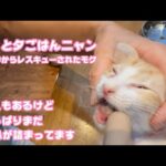 やっと夕ご飯ニャン  甘えもあるけどやっぱりまだお鼻が詰まってます  泥の中からレスキューされたモグ  2025 06 23 2(YouTube)