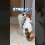 チロとトロが喧嘩してたらまさかの結末！ #shorts(YouTube)