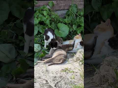 猫団子に入りたい茶シロ猫ちゃん #猫 #ネコ #cat(YouTube)