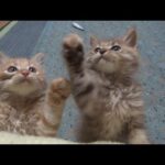 姉妹にして最大のライバルな子猫(YouTube)