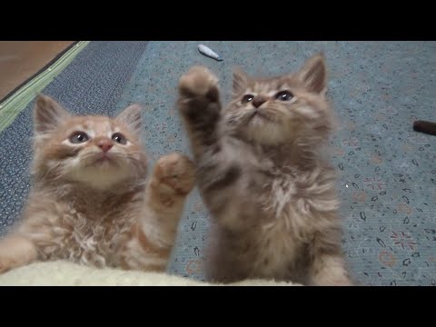 姉妹にして最大のライバルな子猫(YouTube)