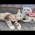 仲良し猫軍団をモフっていたら、サバトラのボス猫もあらわれた(YouTube)