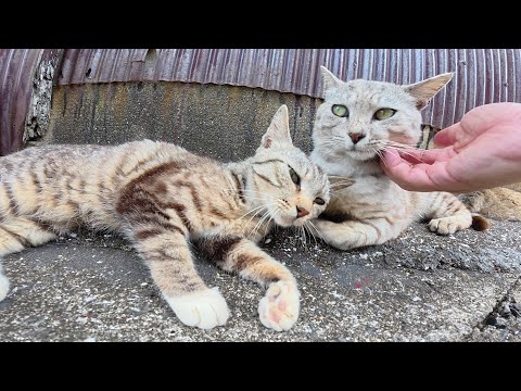 仲良し猫軍団をモフっていたら、サバトラのボス猫もあらわれた(YouTube)