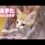 急遽また病院へ 元気なんですが何か変です  泥の中からレスキューされたモグ   2025 06 08 2(YouTube)