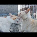 クリーム猫の後輩いじめを見て、茶シロ猫が「やめてやれよ！」と割って入る(YouTube)