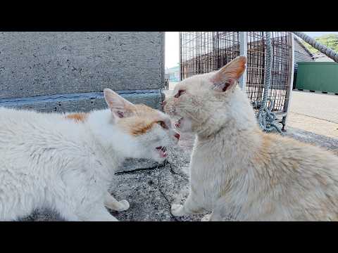 クリーム猫の後輩いじめを見て、茶シロ猫が「やめてやれよ！」と割って入る(YouTube)