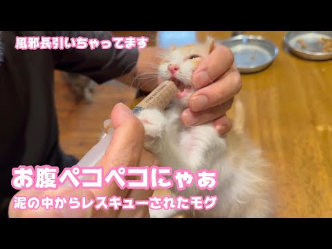 お腹ペコペコにゃぁ  風邪長引いちゃってます  泥の中からレスキューされたモグ   2025 06 18 1(YouTube)