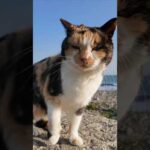 防波堤に座るといつも寄ってくる三毛猫ちゃん #ImpressedCatVideo #catisland #猫(YouTube)
