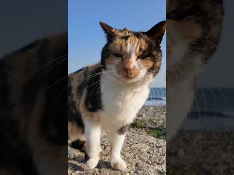 防波堤に座るといつも寄ってくる三毛猫ちゃん #ImpressedCatVideo #catisland #猫(YouTube)