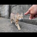 逃げたのに…やっぱり甘えに戻ってきたツンデレ猫が路地裏で可愛すぎた件🐾(YouTube)