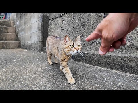 逃げたのに…やっぱり甘えに戻ってきたツンデレ猫が路地裏で可愛すぎた件🐾(YouTube)