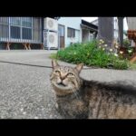 猫島の居酒屋の外の席に集まる猫達にもちゅーるをやってきた(YouTube)