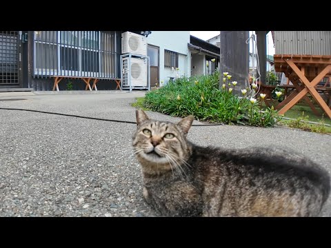 猫島の居酒屋の外の席に集まる猫達にもちゅーるをやってきた(YouTube)