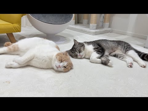 爆睡してる猫たちの側で我慢できずにくしゃみしたらこうなっちゃいました…(YouTube)