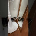 鏡の中の敵と思いきや・・・(YouTube)