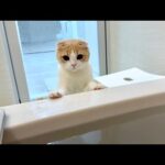 長風呂してると溺れてないか慌てて見に来てくれる猫が可愛すぎましたw(YouTube)
