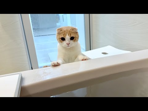 長風呂してると溺れてないか慌てて見に来てくれる猫が可愛すぎましたw(YouTube)