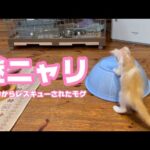 謎ニャリ ニャンニャンにゃ？  泥の中からレスキューされたモグ   2025 06 29 2(YouTube)