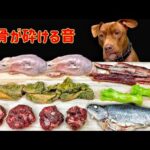 生肉を食べるピットブルの咀嚼音がクセになる!犬のASMR(YouTube)