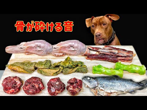 生肉を食べるピットブルの咀嚼音がクセになる!犬のASMR(YouTube)