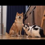 柴犬と猫のお昼寝を覗いたら‥時空を超えた癒し空間が広がってました。。(YouTube)