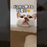 どの角度からも可愛いの極みトロしゃん #shorts(YouTube)