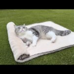 庭にお布団敷いてみたら気持ち良すぎて帰ってこなくなっちゃった猫がこちらですw(YouTube)