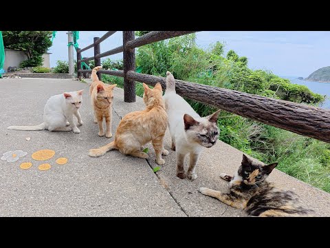 シャム猫が「ついてきて！」と鳴いて、猫のパーティ会場まで案内してくれた(YouTube)