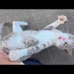 やんちゃな現場猫がたくさん遊んで、お地蔵様の水をゴクゴクと飲む(YouTube)