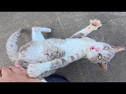 やんちゃな現場猫がたくさん遊んで、お地蔵様の水をゴクゴクと飲む(YouTube)