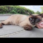 公園の長老キジシロ猫が警戒心ゼロのシャム猫に説教をする(YouTube)