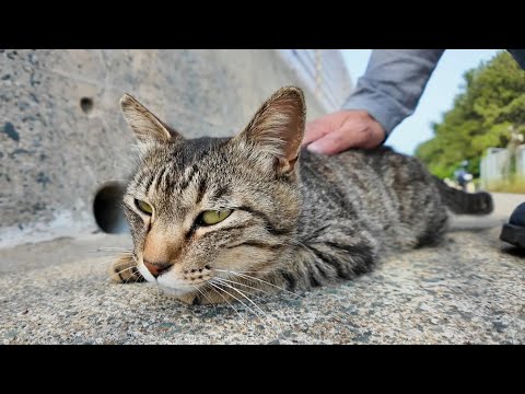 撫でて？って顔で近づいてくる猫が可愛すぎた【癒し】(YouTube)