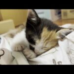 母猫が恋しい子猫を見ているとひのきの小さい時を思い出します。(YouTube)