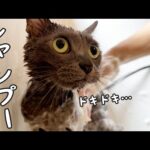おめめまん丸で頑張るハムちゃんのシャンプー！(YouTube)