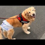 抗がん剤治療を勧められていますが…悩んでます(YouTube)