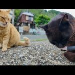 漁港の猫たちが大興奮！ちゅーるをもらった瞬間の可愛すぎる反応！(YouTube)