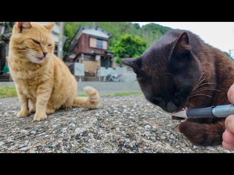 漁港の猫たちが大興奮！ちゅーるをもらった瞬間の可愛すぎる反応！(YouTube)