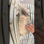 トトロみたいな猫がベンチで仰向けになって寝転がる #猫 #cat #ネコ(YouTube)