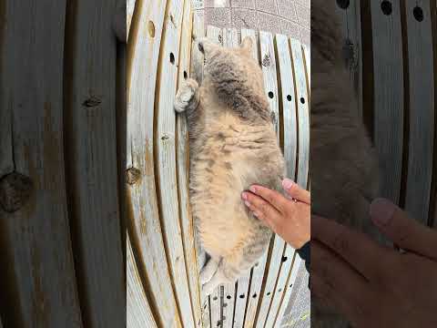 トトロみたいな猫がベンチで仰向けになって寝転がる #猫 #cat #ネコ(YouTube)