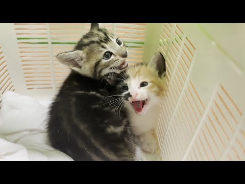 迷い子猫を一時的に保護しました(YouTube)