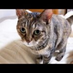 【飼い主大好き猫】お姉ちゃんに文句が止まらない猫が可愛すぎました(YouTube)