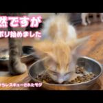 突然ですがカリポリ食べ始めました  泥の中からレスキューされたモグ   2025 06 25 2(YouTube)