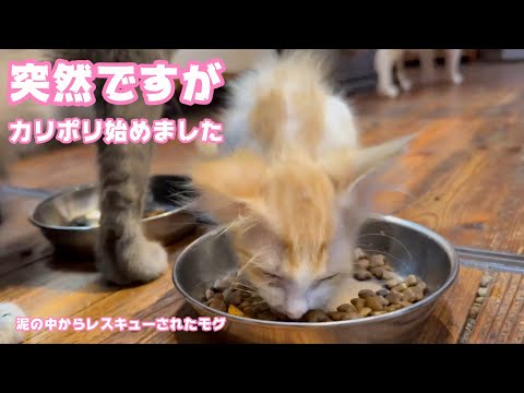 突然ですがカリポリ食べ始めました  泥の中からレスキューされたモグ   2025 06 25 2(YouTube)