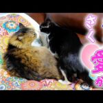 さくらは本当にボスパパの事が大好きなんだね🥰　　パパよりも‥(YouTube)